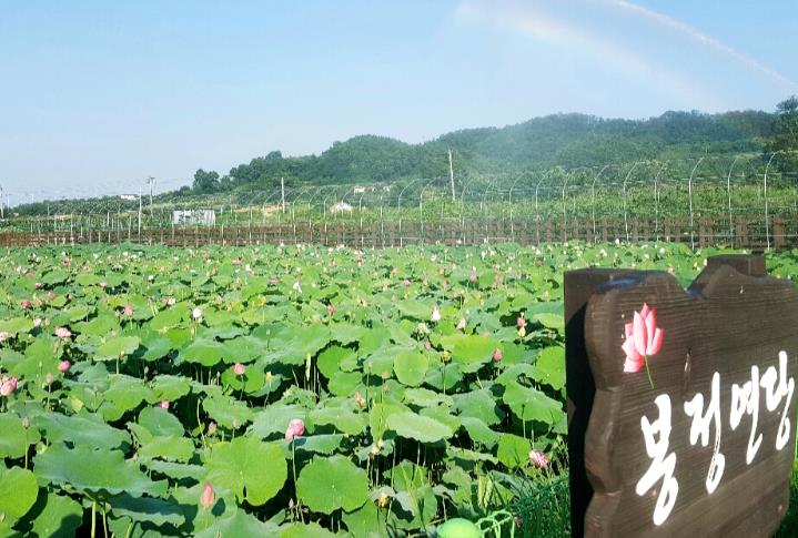 동해시 보고, 먹고, 즐기는 '제9회 봉정마을 연꽃·천연염색 축제' 개최