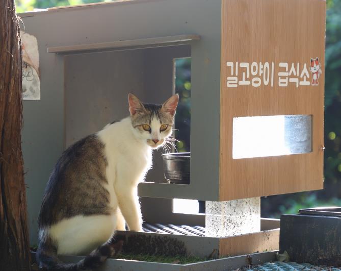 충주시, 아파트 단지 길고양이 급식소, '공존의 해법' 찾다!