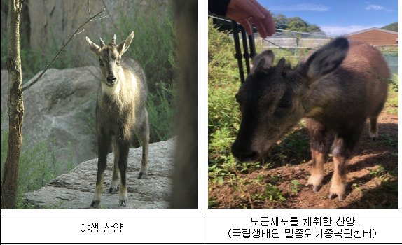 국립생물자원관, 국내 최초로 멸종위기 산양에서 줄기세포 유도 성공