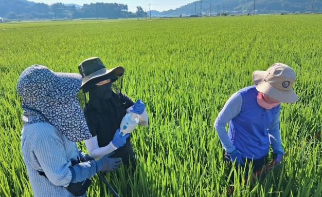 나주시, 벼멸구 등 병해충 합동 예찰 실시 
