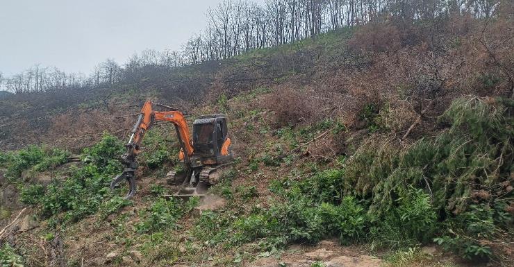 의성군, 산불피해지 위험목 제거 사업 추진
