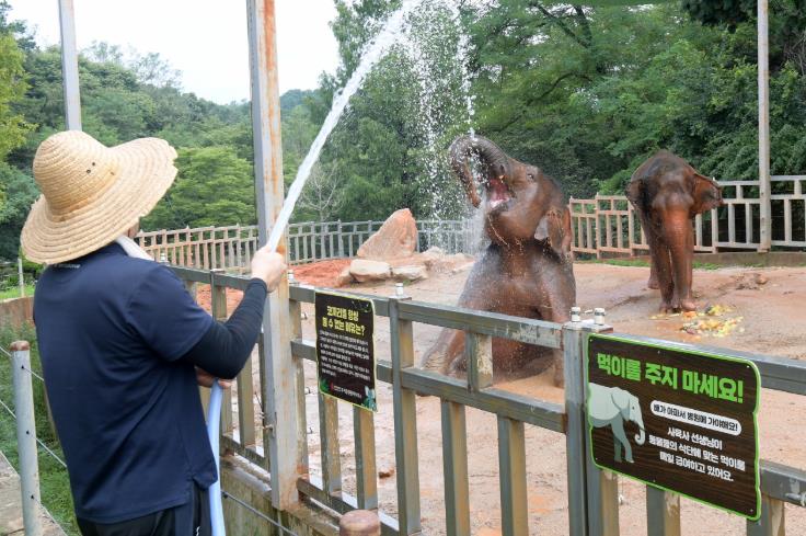 광주광역시 코끼리는 왜 황토샤워할까? 물범 복달임은? “동물도 더위와 싸운다” 우치동물원의 여름나기
