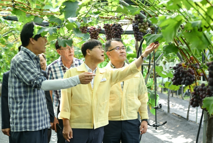거제시, 포도산업 경쟁력 강화 위한 현장 방문