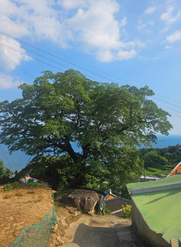 남해군 ‘다랭이마을 300년 이팝나무’고향사랑기금으로 보호
