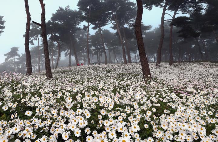 정읍시, 구절초 꽃축제 판매장 참가자 대상 위생·서비스 교육 실시

