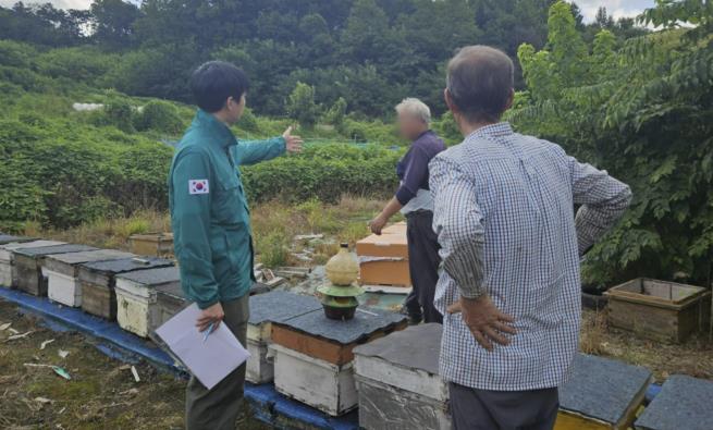 청주시 "꿀벌 천적 등검은말벌, 9월부터 방제하세요"
