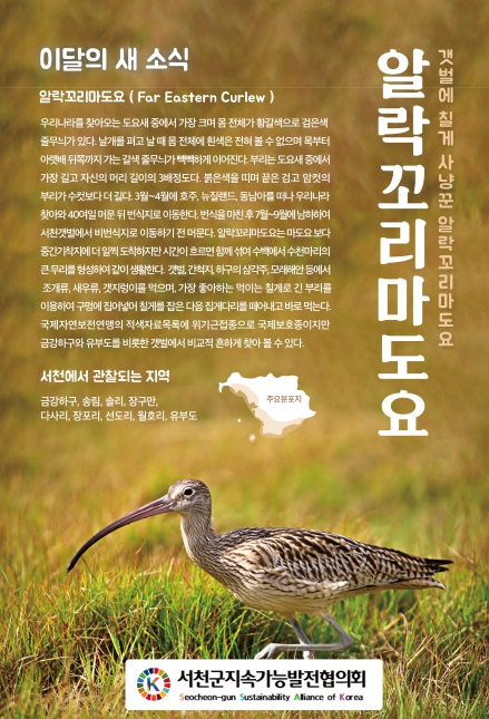 서천지속협, 이 달의 새 알락꼬리마도요 선정
