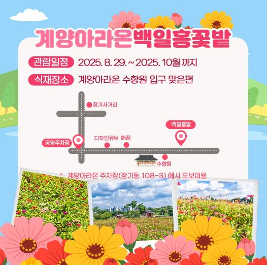 계양구 가을빛 물들어 가는 계양아라온, “백일홍 꽃밭으로 초대합니다”