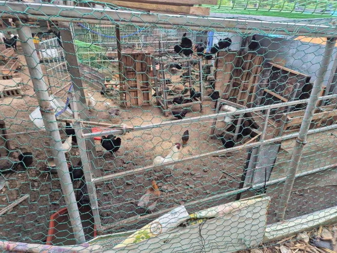 포항시, 무허가·미등록 축사 자진신고 및 일제점검 실시