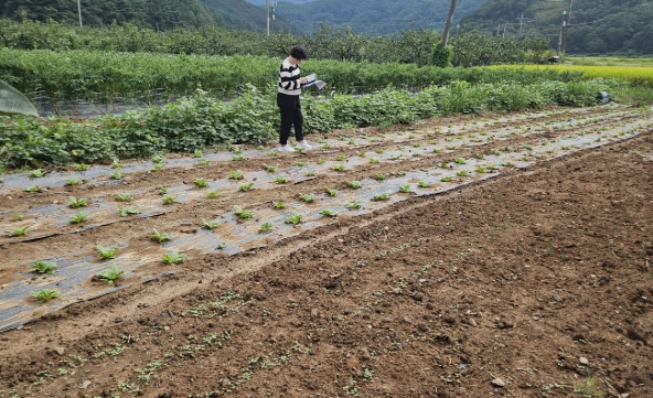 사천 농관원, 추계작물(무, 배추) 경영체 정보 변경신고제 운영 -