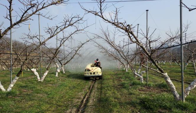 옥천군농업기술센터, 복숭아 월동 병해충 방제 현장지도 강화
