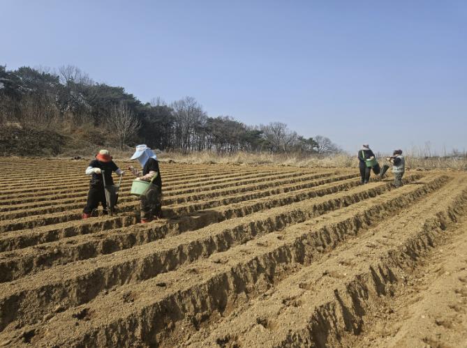 당진시, 봄감자 파종 관리 당부