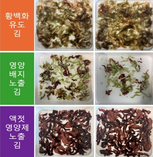 충남도 김 황백화, ‘액젓 찌꺼기 치료제’로 잡았다