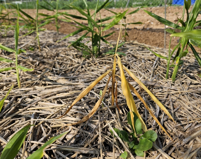 충남도 농업기술원, 생강 연작 피해, 윤작으로 대비하세요!