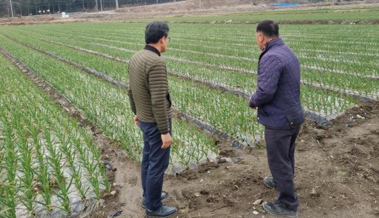 강진군, 월동 후 양파ㆍ마늘 관리 철저 당부