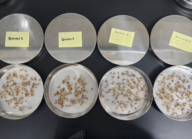 여수시, 볍씨 파종 전 ‘자가채종 종자 발아력 검사’ 서두르세요!