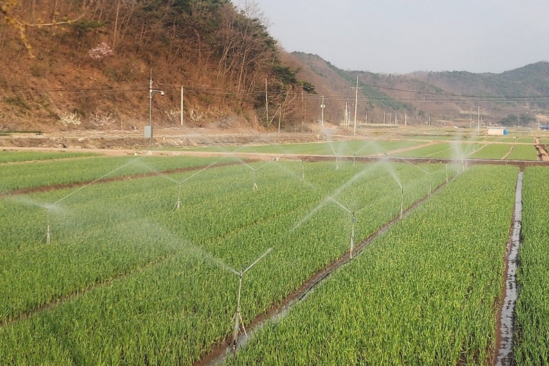 경상북도농업기술원, 봄철 마늘 생육 재개, 양수분 관리 철저