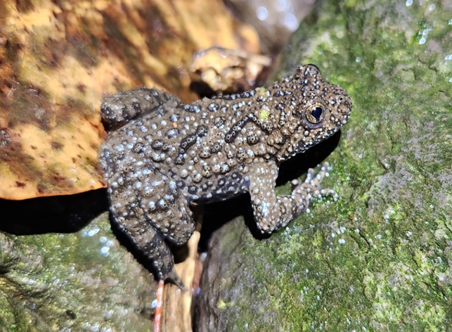 국립호남권생물자원관, 섬에 사는 개구리 5년간 조사… 156개 섬에서 개구리류 12종 서식 확인