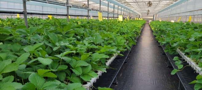 제주도 농기원, 도내 자체 생산 우량 어미묘 첫 공급…철저한 육묘관리 당부