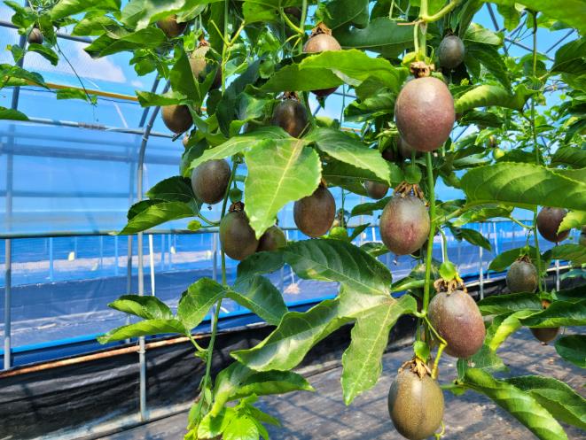 남원 대표 아열대 과수로 성장... 재배농가 소득 증대 기여