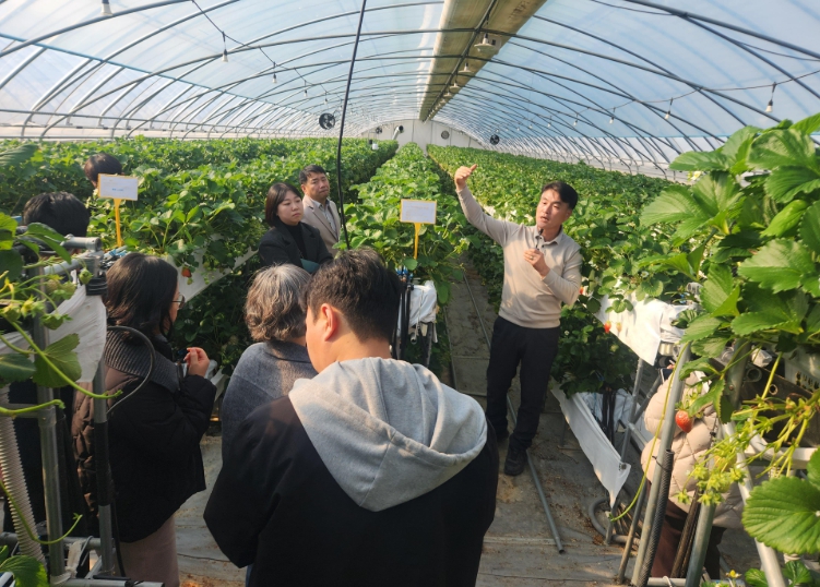 논산시 딸기 스마트재배 기술, 전국으로 확대된다