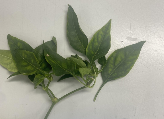 경상남도농업기술원, '경남 농업 지킨다!' 고위험 병해충 정밀 감시 체계 구축