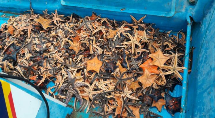 양양군, 어장 황폐화 주범 불가사리 집중 퇴치 나선다
