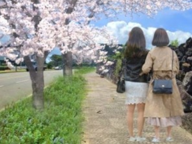 제주시, 제주 고유종 가로수 식재로 특화 경관 조성