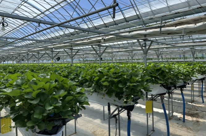 무주군, 청년 스마트팜·여름딸기 농가 상생협력 체계 구축 나서