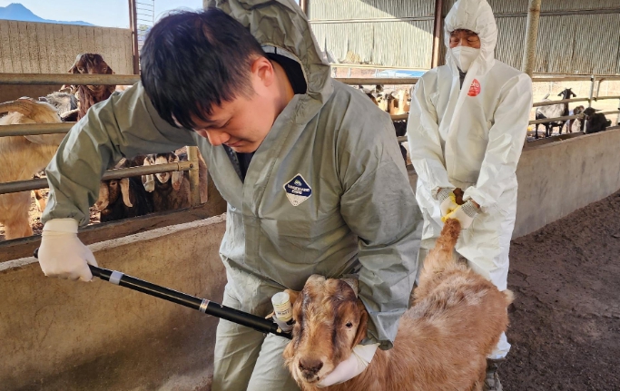 경남도, 소‧염소 상반기 구제역 백신 일제 접종 조기 완료
