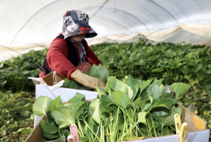 태안산 참취나물 본격 출하, 봄철 입맛 사로잡는다