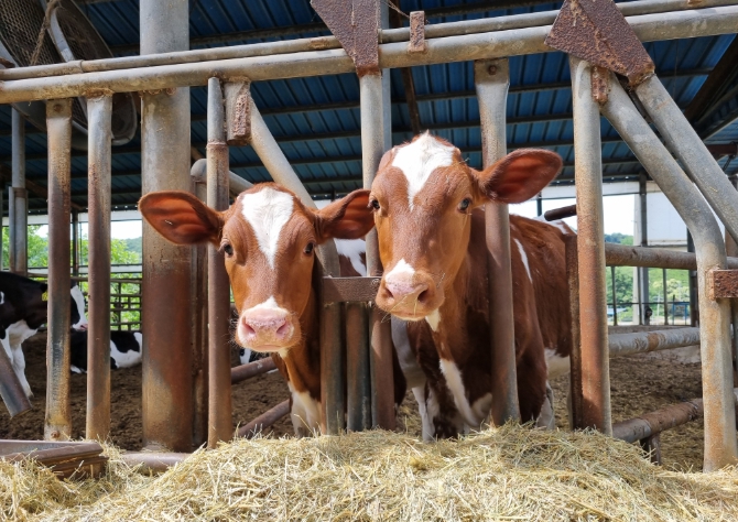 경남도, 사료구매자금 672억 원 긴급 투입... 축산농가 부담 완화