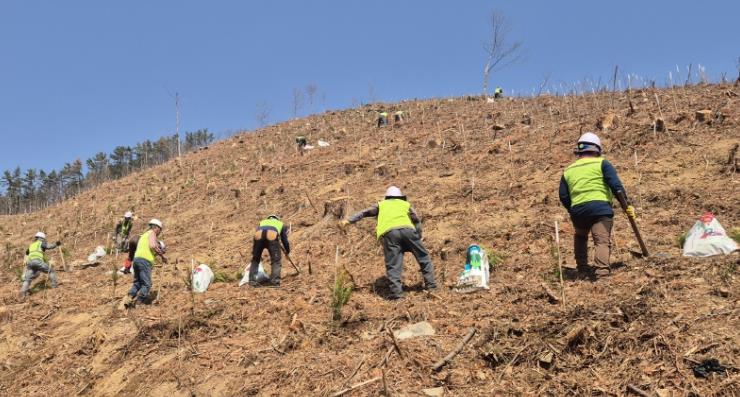 창원특례시, 조림‧숲가꾸기 사업으로 건강한 산림 조성
