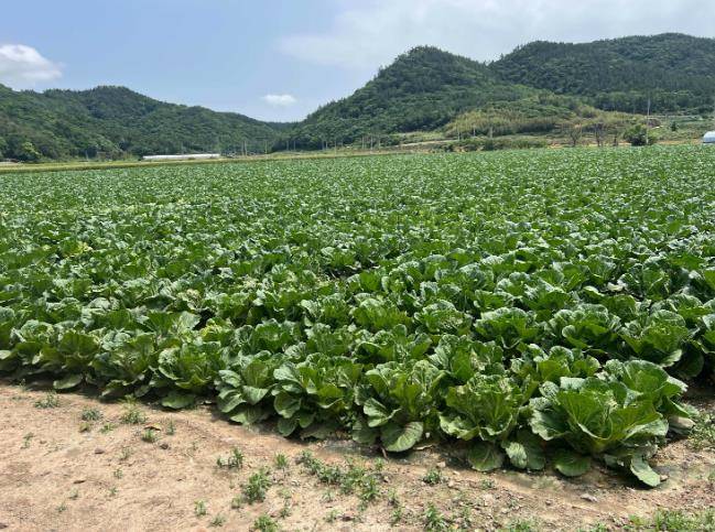 전남도, 봄무·봄양배추 재배 의향면적 조사