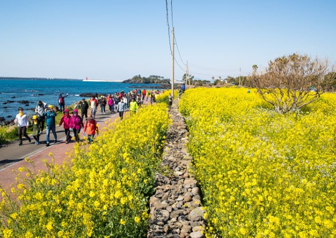 서귀포시, '제28회 서귀포 유채꽃국제걷기대회' 3월 28~29일 개최