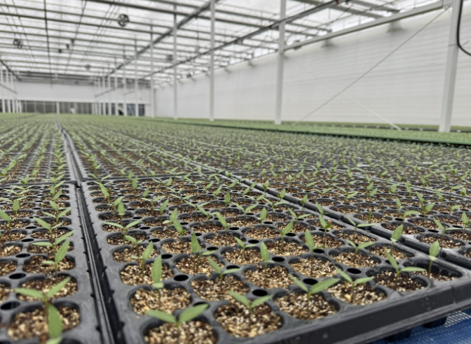 음성군, 철저한 육묘상 관리로 고추농사 준비 당부