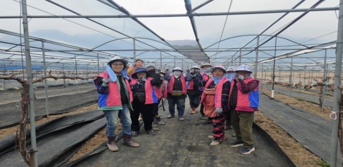 한국생활개선영동군연합회, 포도농가 일손돕기 봉사활동 펼쳐