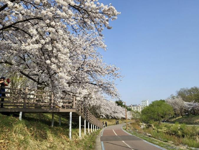 성남시, 벚꽃길 명소 9경 "도심 곳곳에서 봄 만끽"