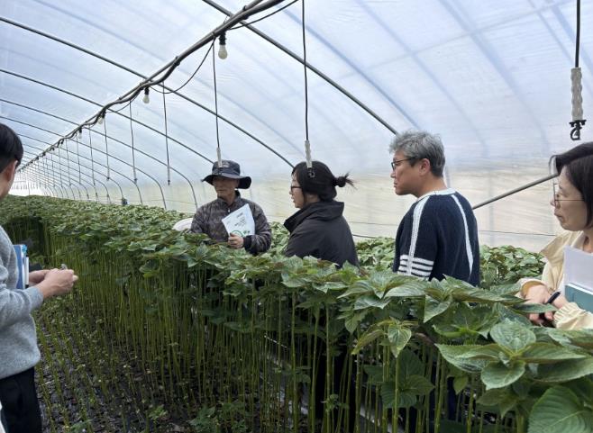 진안군, 수경재배 잎들깨 고품질 생산 현장컨설팅 추진