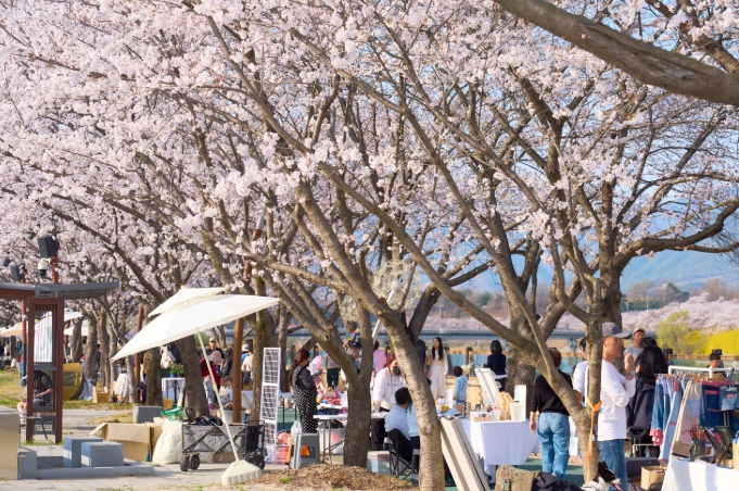 2026 제4회 구례300리 벚꽃축제 성황리에 마무리