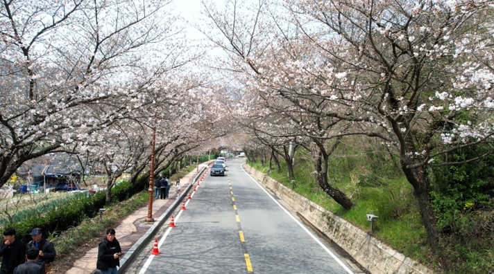 나주 한수제, 봄빛으로 물든다…제12회 벚꽃축제 4월 4일 개막