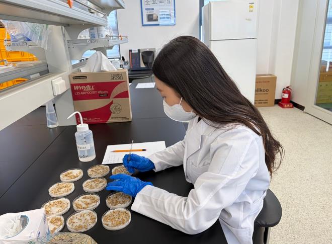 신안군, 벼 안전육묘를 위한 발아율 사전 확인 당부
