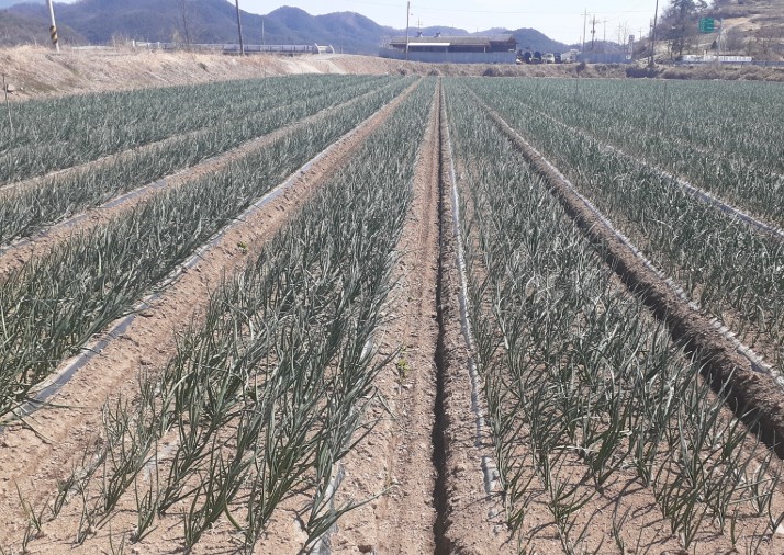 경상남도농업기술원, 4월 양파·마늘 재배지 생육 관리에 신경 써주세요