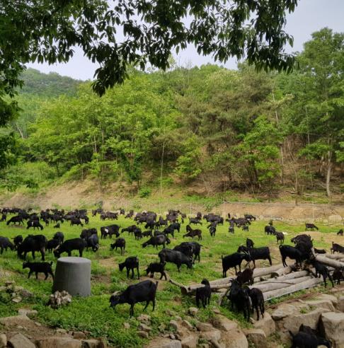 임실군, 염소 농가맞춤형 지원사업 추진 시설 현대화 · 혈통관리 주력
