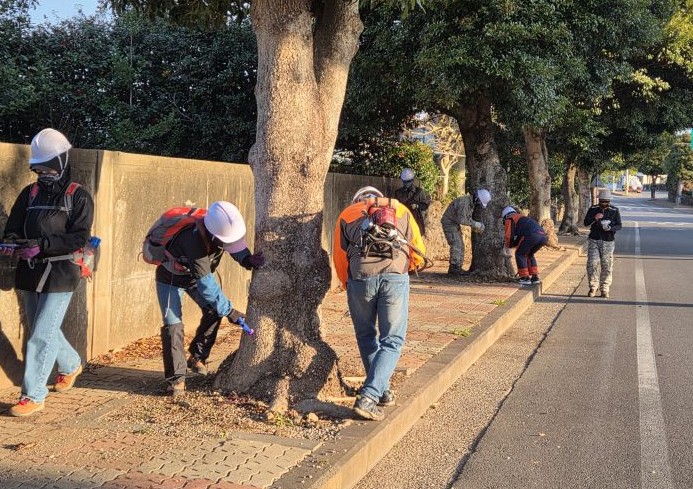 서귀포시, 가로수 ‘수간주사’ 도입 병해충 방제 혁신