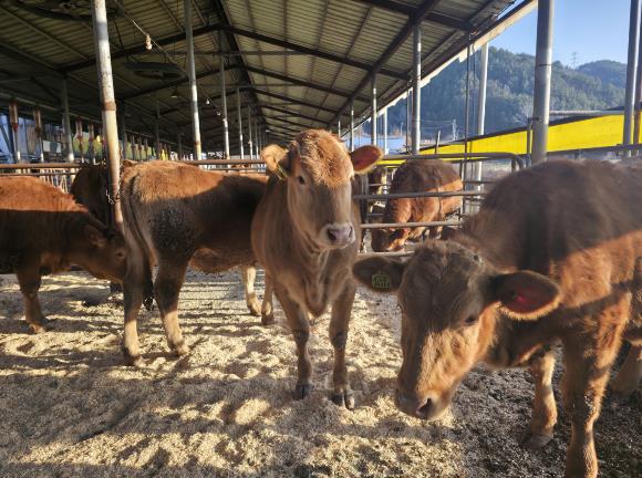 무주군, ‘깨끗한 축산농장’ 발굴 주력  친환경 축산 확산 위해 신청 받아