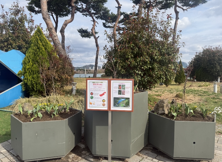 세종호수·중앙공원 4월 '이달의 식물' 명자나무’ 선정