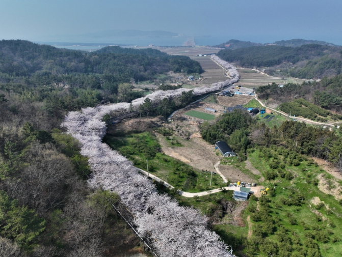 고흥만 벚꽃길, 아는 사람만 찾는 숨은 봄 명소로 인기