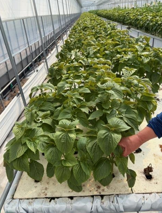 예산군, 학교급식 식재료 안전성 검사 실시