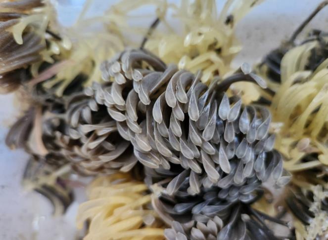 전남해수원, 새 양식 전략품종으로 ‘피뿔고둥’ 주목